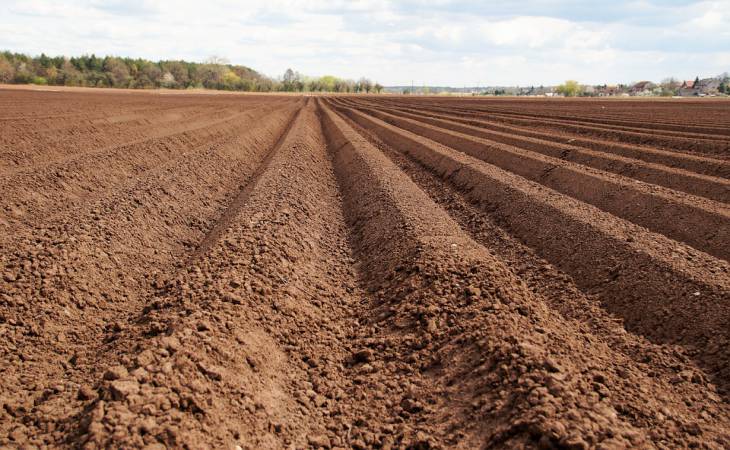 2 рабочих совета, чтобы привлечь дождевых червей в свой огород 