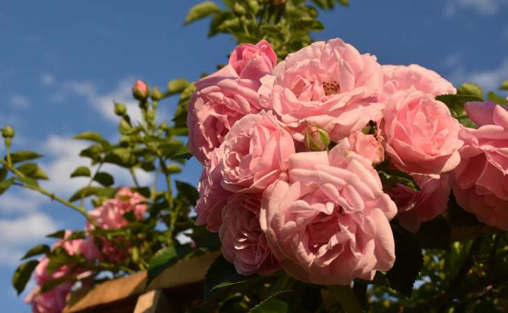 Как ухаживать за розами в апреле, чтобы получить шикарное и долгое цветение: дачные хитрости
