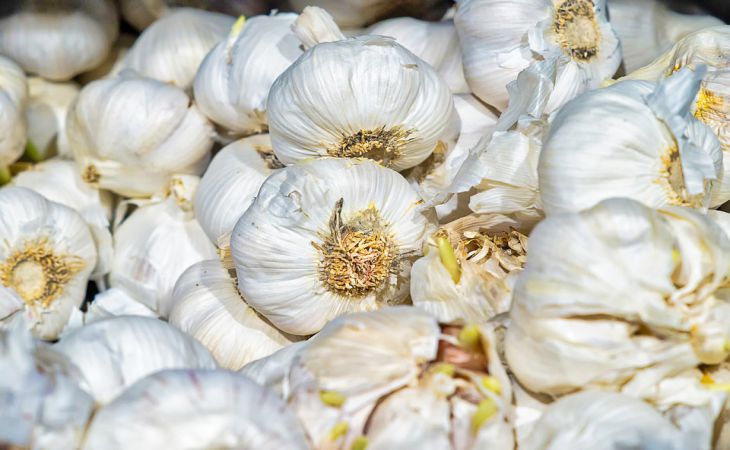Что нужно вовремя сделать, чтобы листья чеснока не желтели: дачный секрет
