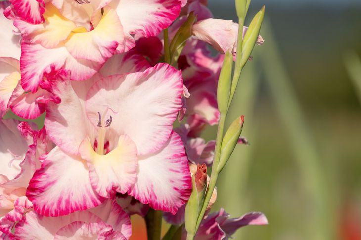 Раскрыт секрет подкормки гладиолусов: такого цветения вы еще не видели Гладиолус