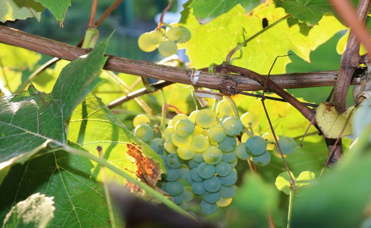 3 главные ошибки дачника весной, из-за которых ягод винограда не видать в этом году 