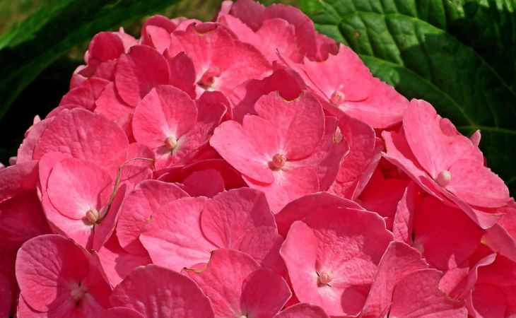 5 способов подкислить почву для гортензии, чтобы цветы были пышнее и красивее