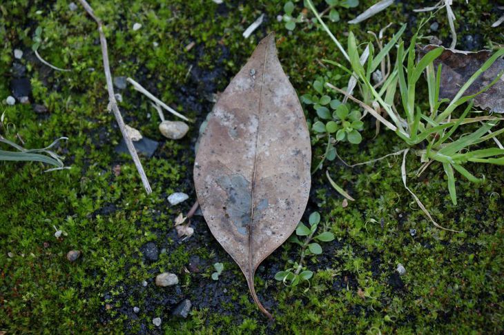 Как подготовить сад к весенним заморозкам: эти советы могут спасти урожай Лист