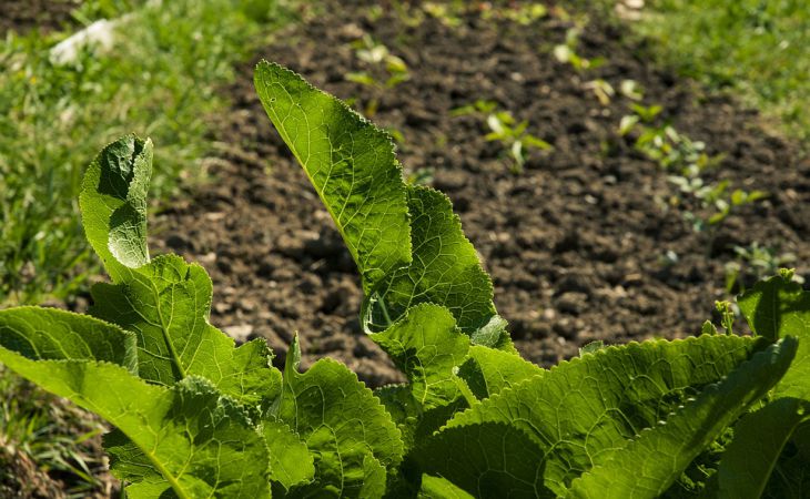 Как очистить почву от проволочника 