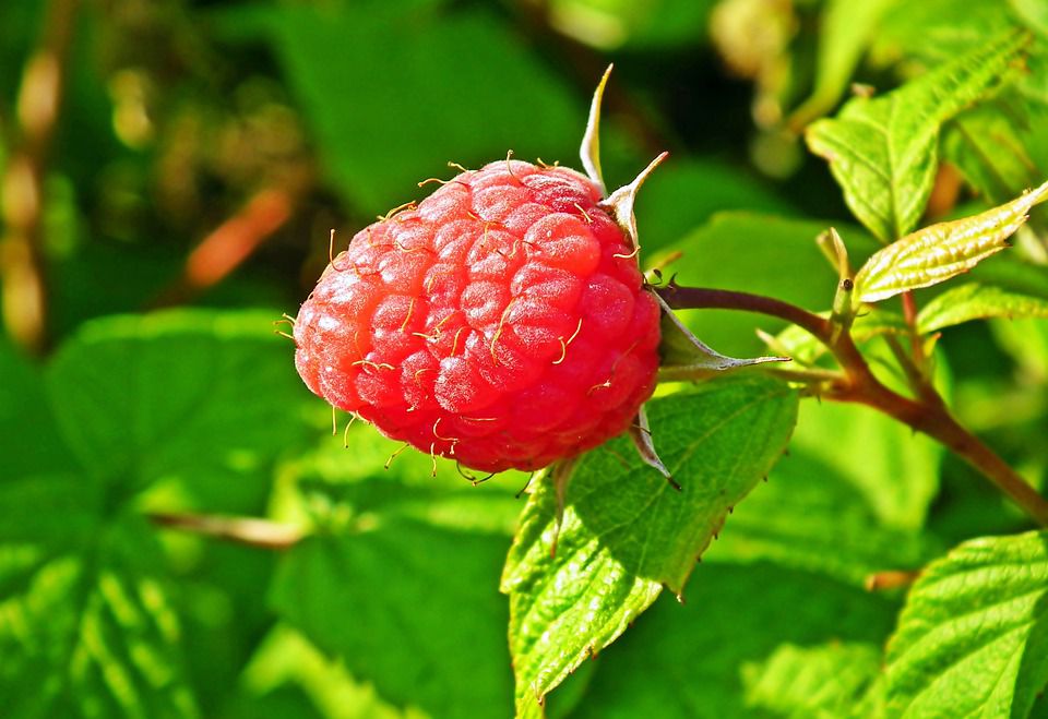 Чем подкормить кусты малины в апреле, чтобы завязями щедро усыпало все кусты