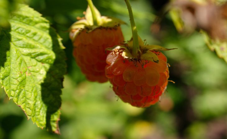 Лунный календарь огородника на 11-17 апреля: что и когда сажать