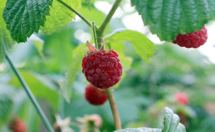 Чем полить малину весной, чтобы завалила крупной ягодой летом: подкормки лучше не придумаешь