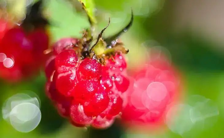 Получите малину, как у профессионалов, и собирайте урожай ведрами: что нужно знать дачникам малина