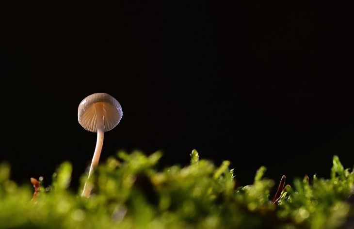 Появление поганок на участке: нужно или нет решать эту проблему Появление поганок на участке: нужно или нет решать эту проблему