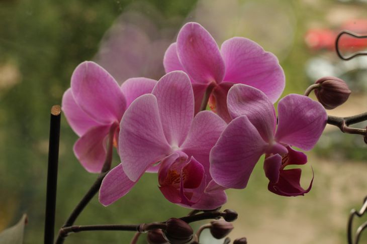 orchid 