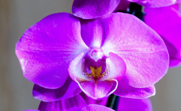 5 простых правил, чтобы цветущая орхидея цвела дольше и пышнее, чем обычно 