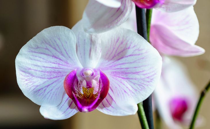 Одна чайная ложка – и любая орхидея пышно зацветет и пустится в активный рост