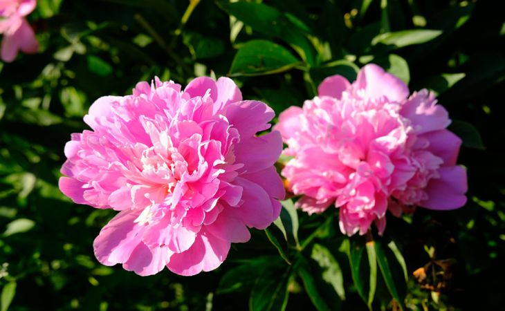 Апрельский уход за пионами: что нужно сделать для получения крупных и ярких шапок цветов Апрельский уход за пионами: что нужно сделать для получения крупных и ярких шапок цветов