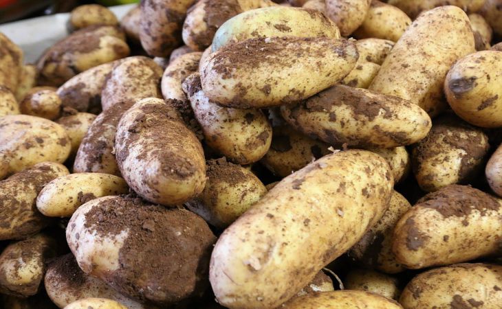 Выращивают картофель на одном и том же месте, а урожай не снижается: в чем секрет дачников 
