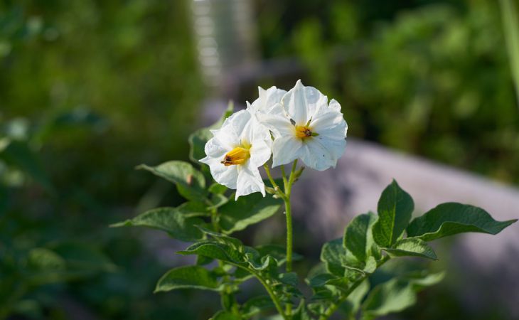 Что нужно делать с ягодами картофеля, образовавшимися после цветения: ошибки неопытных огородников Что нужно делать с ягодами картофеля, образовавшиеся после цветения: ошибки неопытных огородников