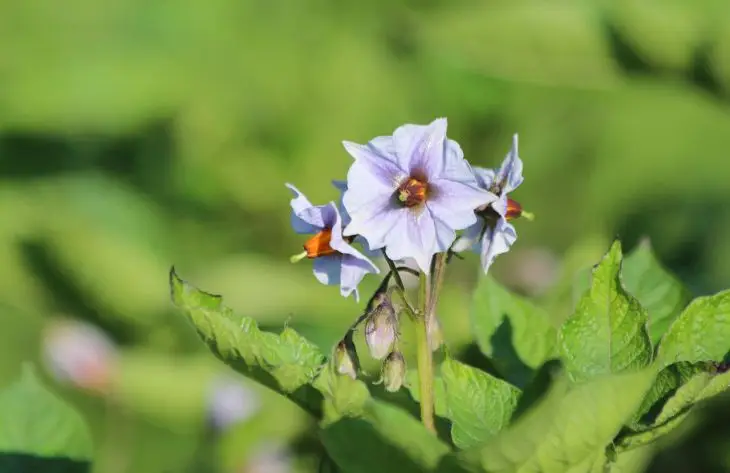 Почему вянет картофельная ботва: названы главные причины картошка