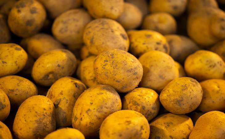1 горсть в лунку при посадке картошки – и урожай защищен от кучи вредителей
