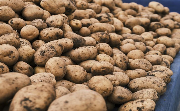 Почему не стоит выбрасывать ростки от проросшей картошки: какую пользуогороду они могут принести : новости, картофель, удобрение, урожай, сад иогород