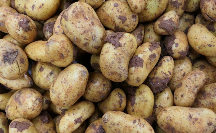 Как можно вырастить картошку, не имея собственного дачного участка: хитрый способ