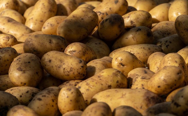 Забудьте об этих удобрениях: внесете их — и картошка будет мелкой, рыхлой и невкусной