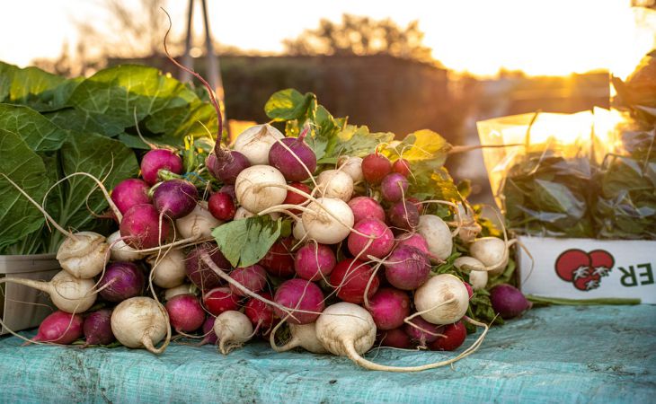 Редиска вырастет крупной и сочной, если найти для неё хороших соседей: что сажать рядом Редиска вырастет крупной и сочной, если найти для неё хороших соседей: что сажать рядом