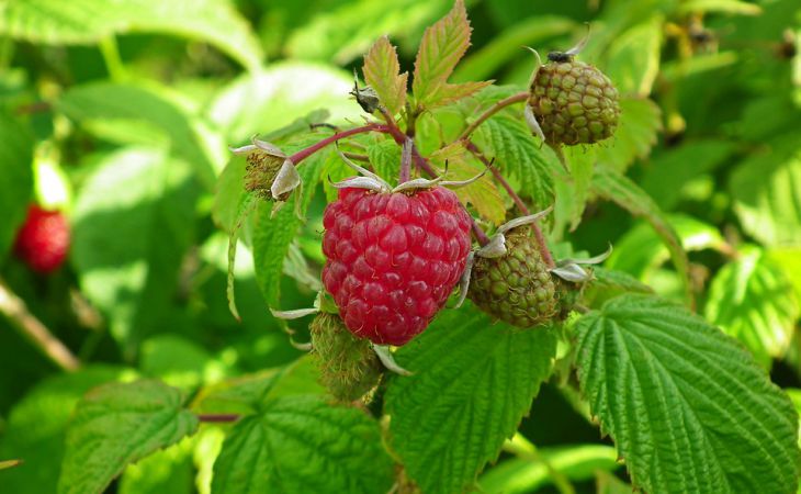 Подкормите малину отходами в мае, если хотите много крупной и сладкой ягоды: дачная хитрость