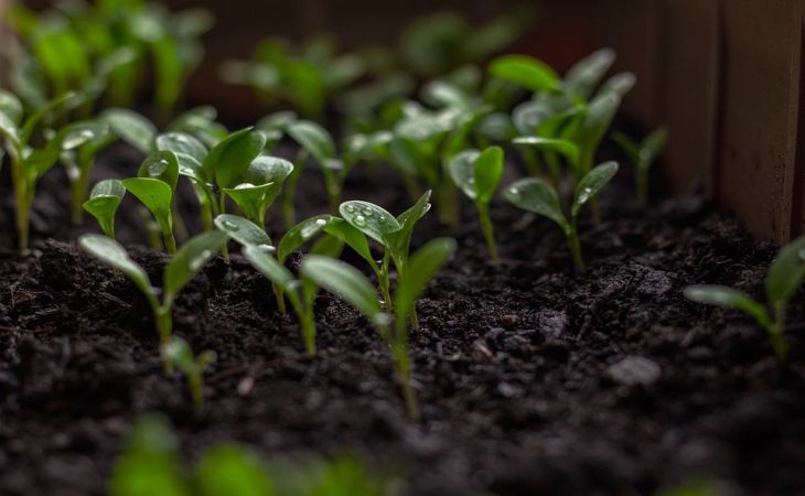 Как из хилой рассады за 2 дня сделать сильную и мощную: дачная хитрость Как из хилой рассады за 2 дня сделать сильную и мощную: дачная хитрость