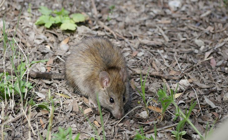 Как запросто избавиться от крыс и мышей на дачном участке: способ проще не придумаешь 