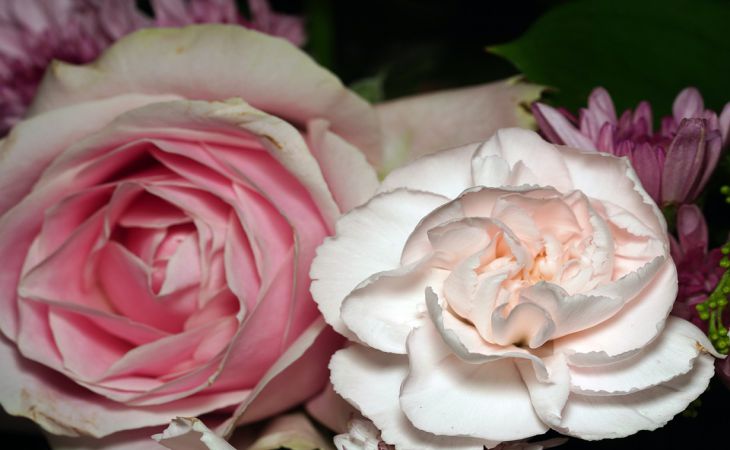 3 пары цветов, которые не посадит рядом друг с другом опытный дачник 