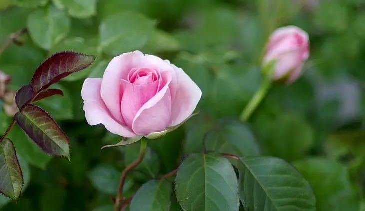Опрыскайте этим розы от тли, чтобы цвели на радость: простая хитрость