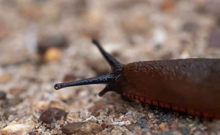 Неожиданный совет для борьбы со слизнями: без ловушек, приманок и химии