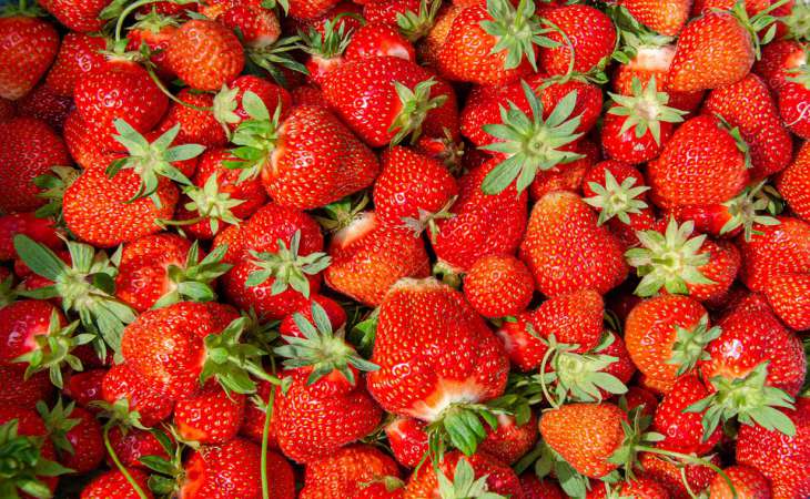 До 3 килограммов с куста: 3 правила, чтобы получить хороший урожай клубники