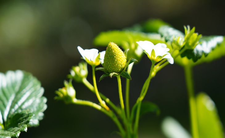 Как увеличить урожайность клубники: 4 хитрости, которые стоят внимания Как увеличить урожайность клубники: 4 хитрости, которые стоят внимания