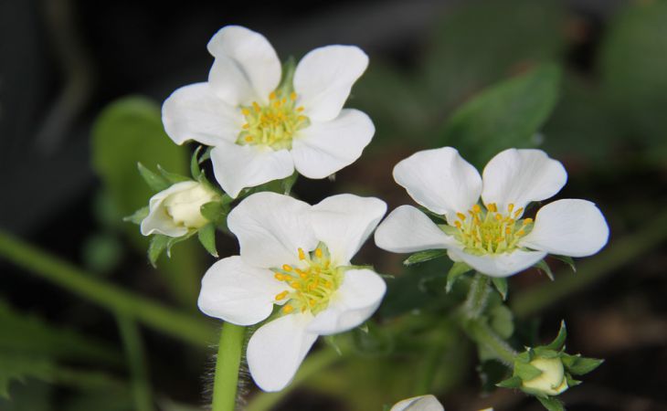Что надо сделать с клубникой весной, чтобы летом ягодами «завалило» Что надо сделать с клубникой весной, чтобы летом ягодами «завалило»