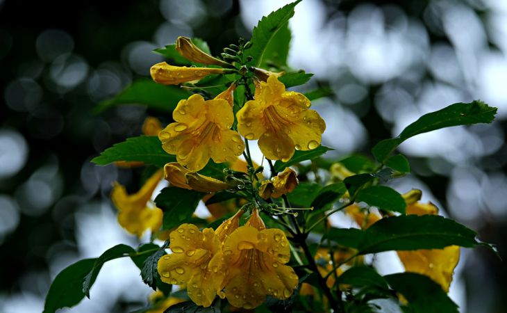2 растения, которые добавят здоровья вашему саду: убивают болезни и отпугивают всех вредителей 2 растения, которые добавят здоровья вашему саду: убивают болезни и отпугивают всех вредителей