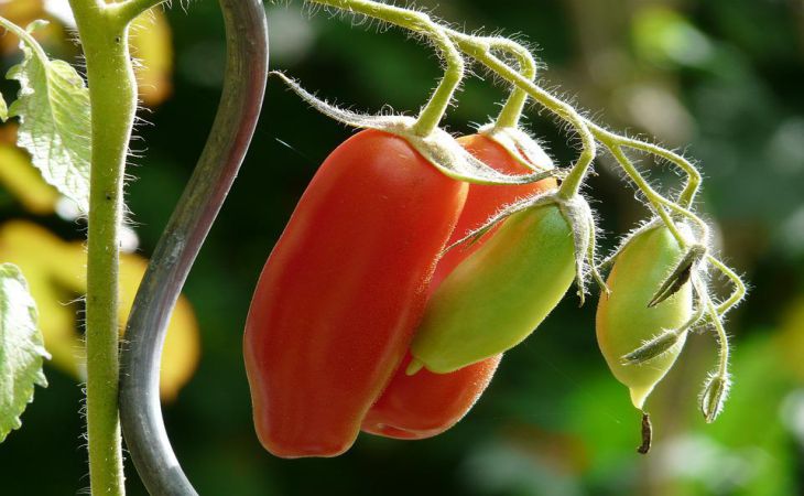 Как получить чистый урожай томатов без намёка на гниль: 5 дельных советов дачникам 