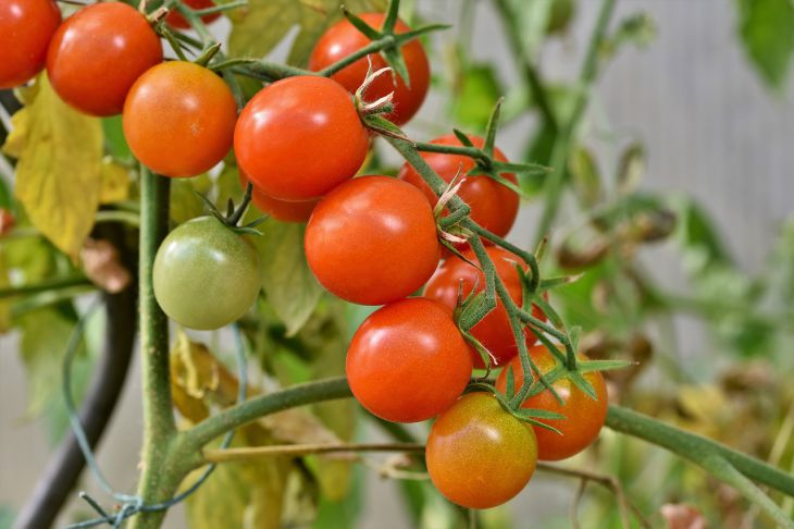 4 причины, из-за которых помидоры вырастают 
