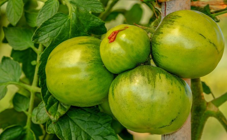 Как заставить помидоры краснеть быстрее? Советы, которыми пользовались наши бабушки 
