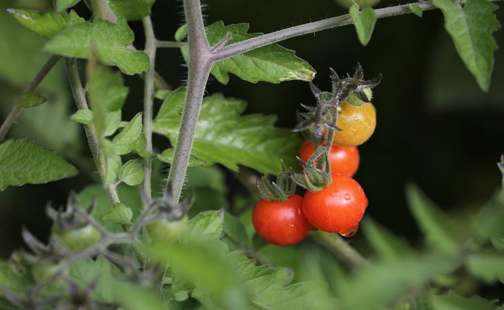 Полностью исчезнет урожай помидоров, если эти растения рядом посадите на огороде
