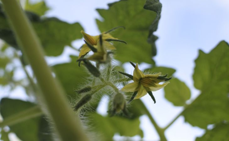 Почему листья у рассады томатов становятся фиолетовыми и как с этим бороться