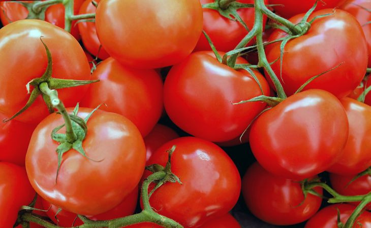 3 приёма – и рассада томатов вырастет толстенькой у всех без исключения: дачные хитрости
