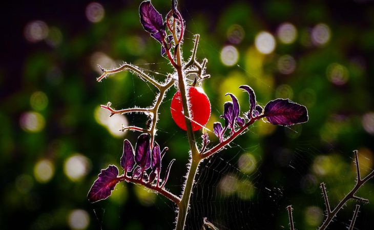 Как можно повлиять на количество завязей на помидорах: уловки, о которых нужно знать дачникам Как можно повлиять на количество завязей на помидорах: уловки, о которых нужно знать дачникам