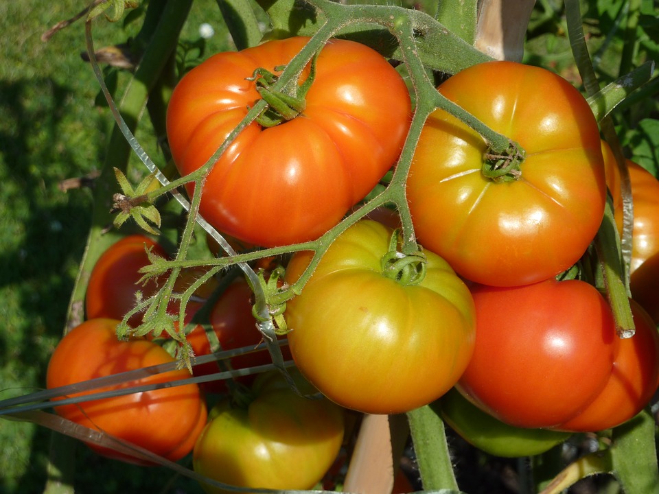Чем полить и опрыскать рассаду томатов, чтобы каждый помидор вырос с кулак  