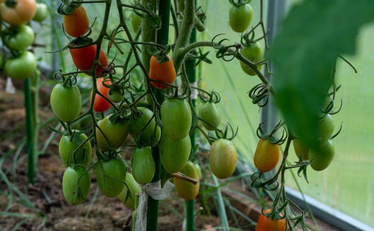 Чтобы урожай томатов порадовал, чем подкормить рассаду после пикировки: дачная хитрость 