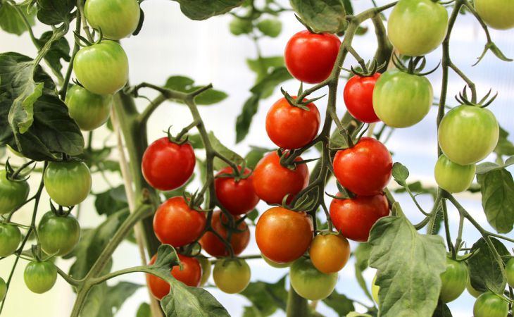 Срочные меры, если у рассады томатов желтеют листья: что делают опытные дачники