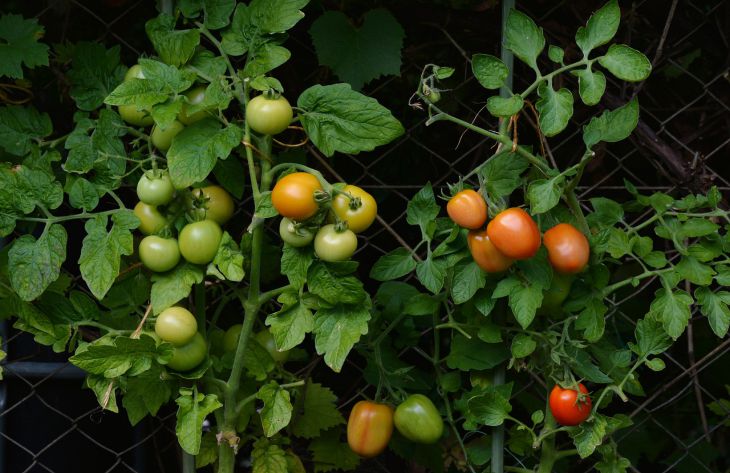 Вырастить сладкие тепличные помидоры помогут 4 простых совета