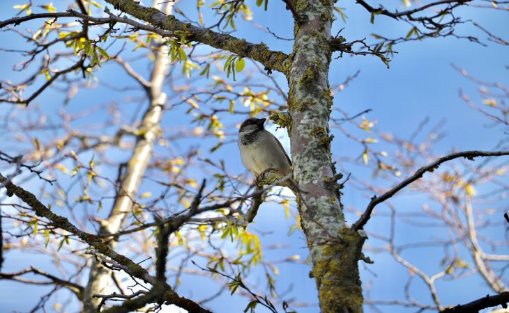 3 отличных рецепта весенней побелки деревьев: один лучше другого