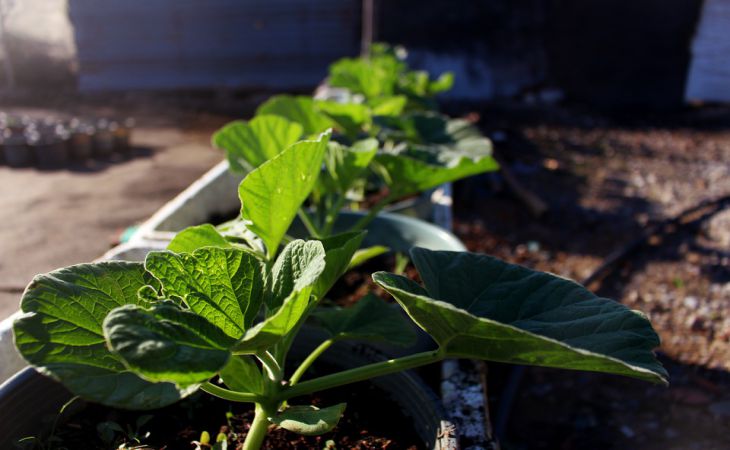 2 подкормки – и рассада толще пальца, и питанием обеспечена надолго