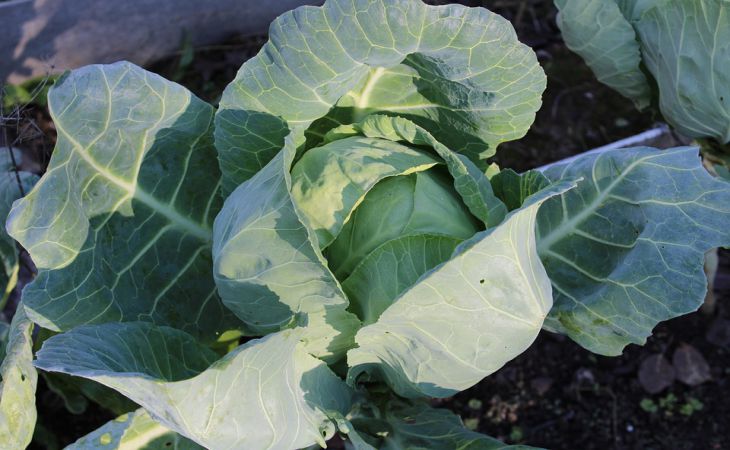 Три способа выращивания крепкой капустной рассады: урожай удивит соседей по даче Три способа выращивания крепкой капустной рассады: урожай удивит соседей по даче