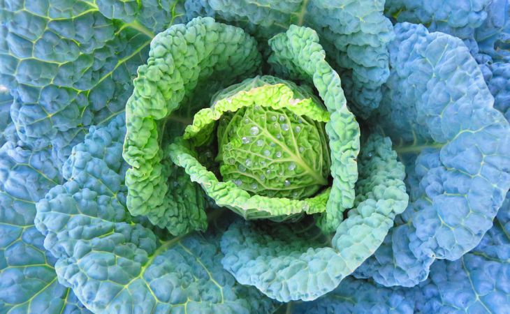 Как в 5 шагов получить небывалый урожай капусты в этом сезоне: подсказка дачнику Как в 5 шагов получить небывалый урожай капусты в этом сезоне: подсказка дачнику